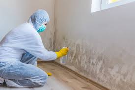 Best Basement Mold Removal  in University Heights, OH