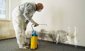 Best Black Mold Removal  in University Heights, OH